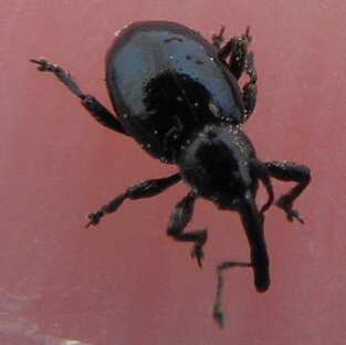 piccolo curculionidae (Smicronyx cyaneus?)